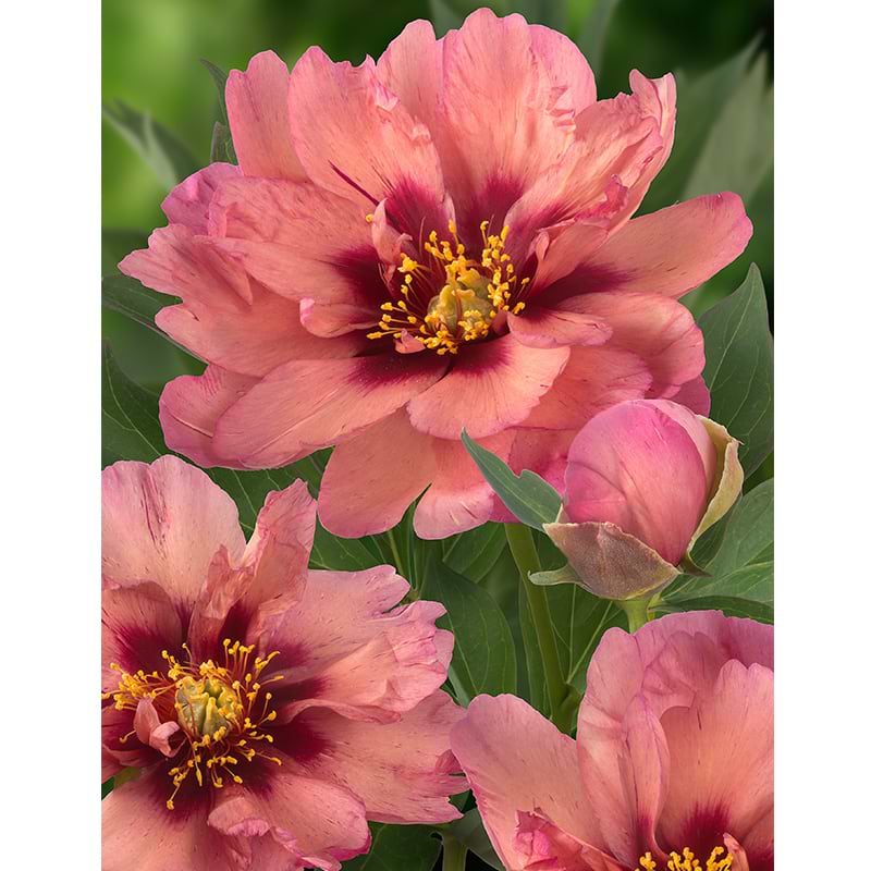 Paeonia itoh Copper Kettle 