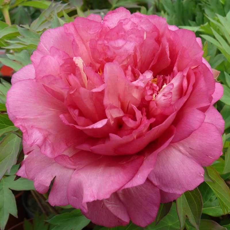 Pæon (Paeonia Itoh 'Hillary') Potte 7L