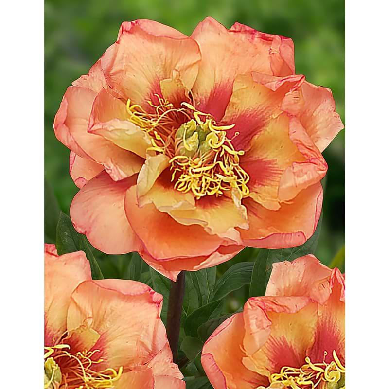 Paeonia itoh Orange Victory 