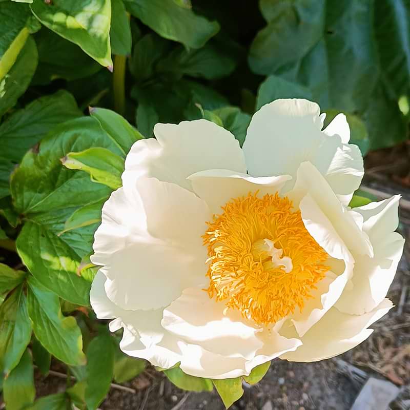 PAEONIA LACTIFLORA MOONRISE