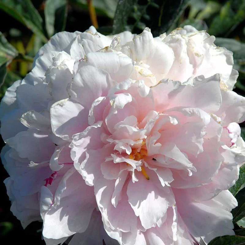 Silkepæon Sarah Bernhardt