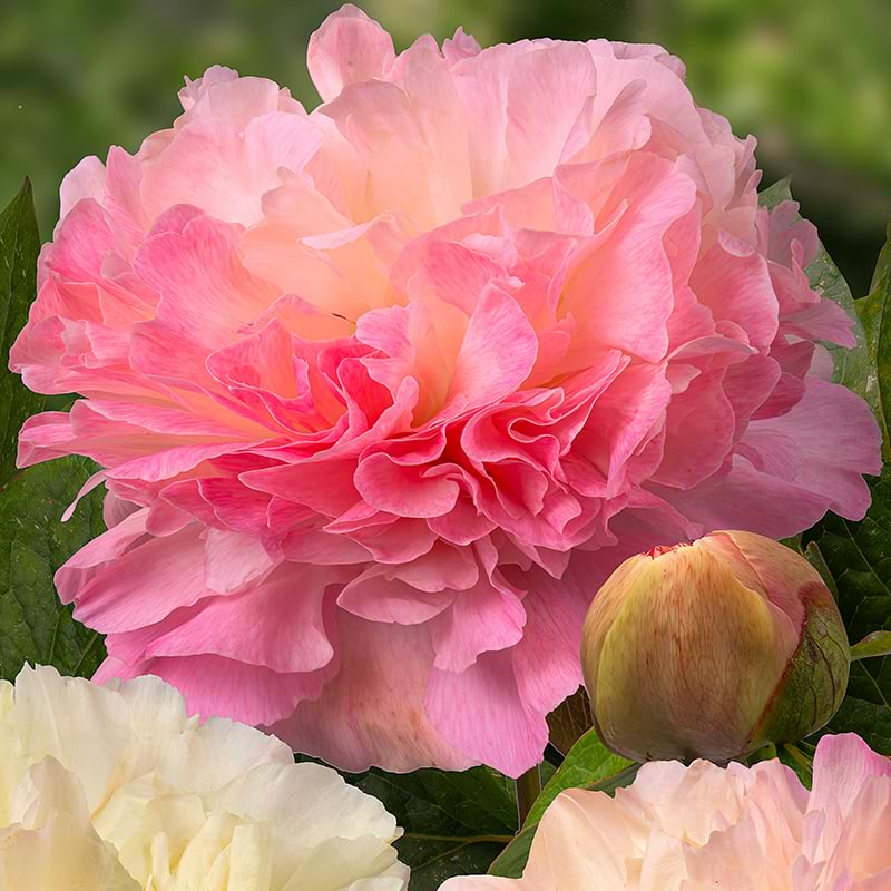 Paeonia Lactiflora Lois Choice