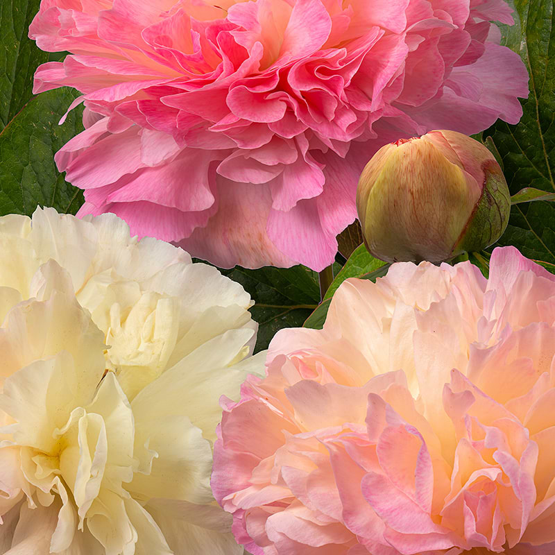 Paeonia Lactiflora Lois Choice