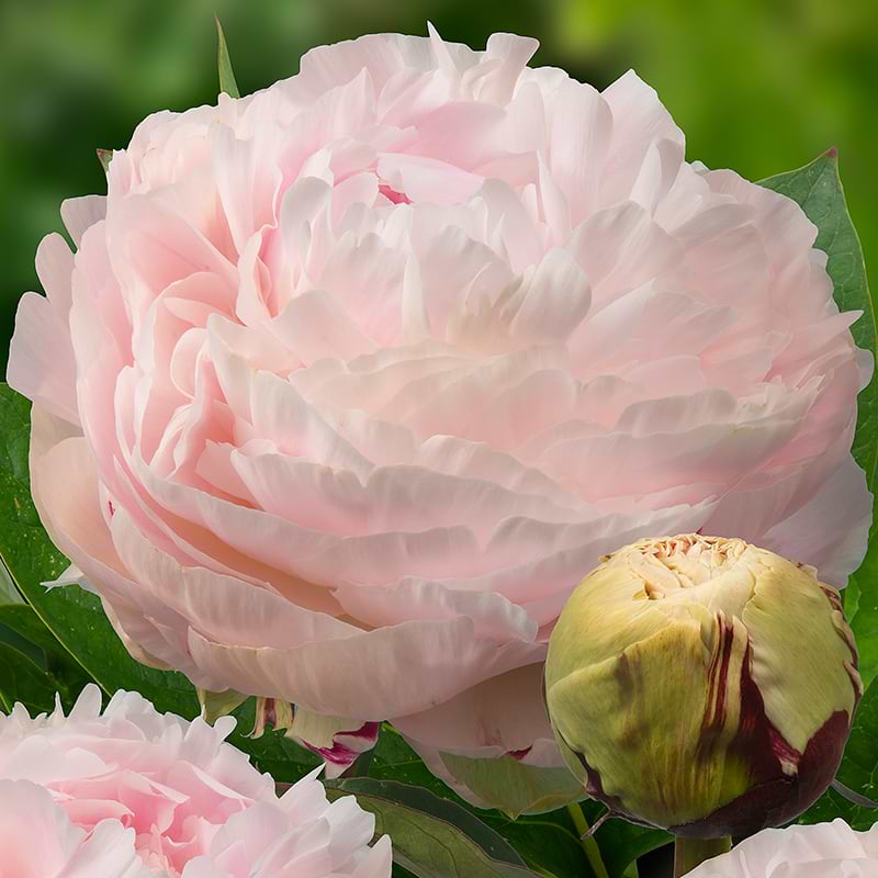 Paeonia Lactiflora Madame Eduard Doriat