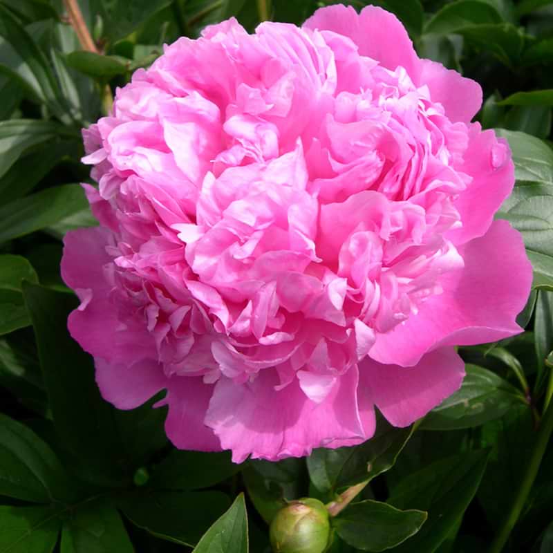 Silkepæon Paeonia Lactiflora Monsieur Jules Elie