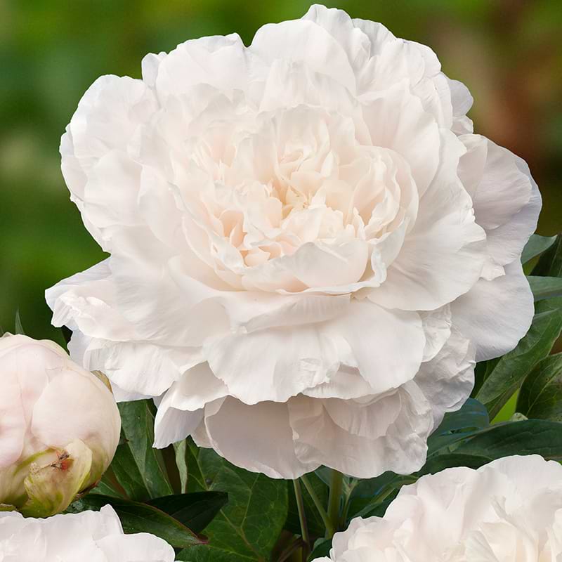 Silkepæon Paeonia lactiflora Mothers Choice