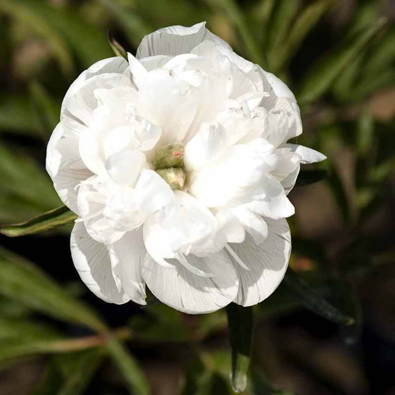 Bonderose Alba Plena hvid