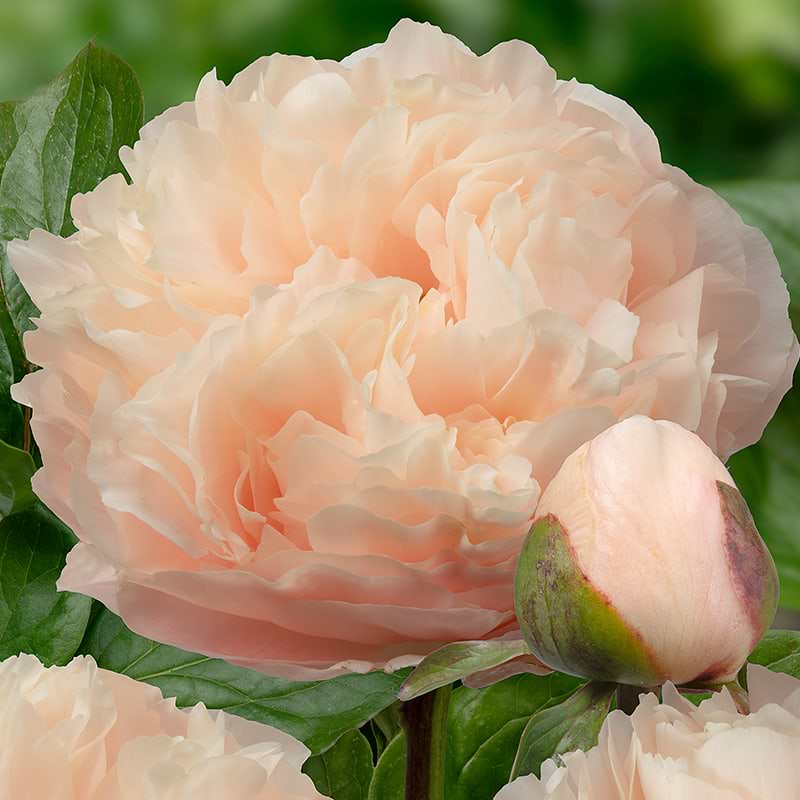 Silkepæon Paeonia Lactiflora Pastelelegance