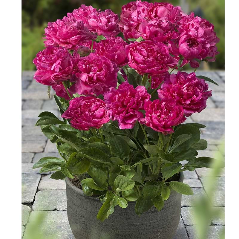 paeonia patio london