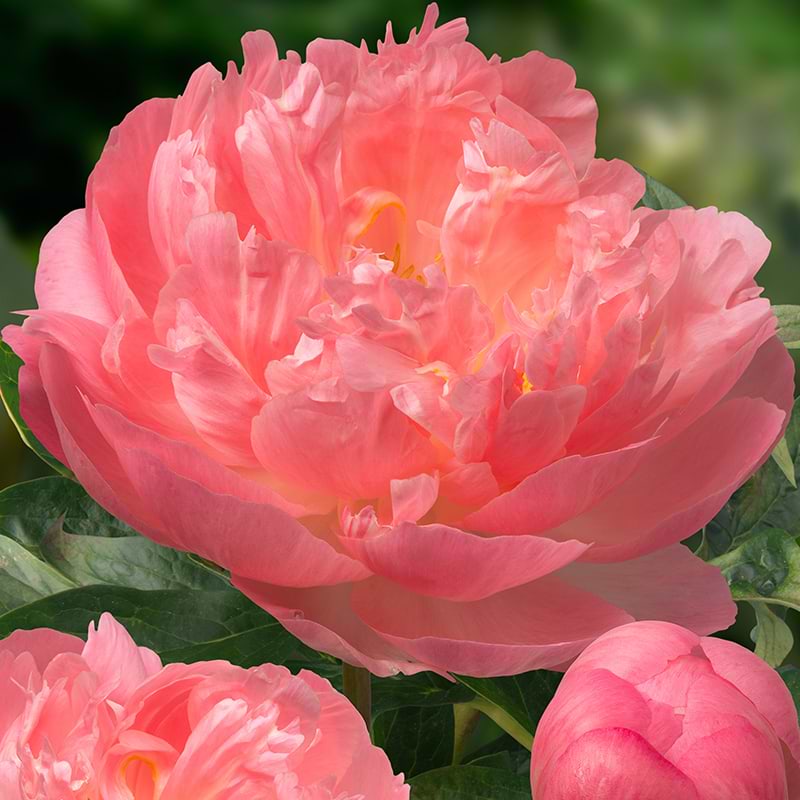 Paeonia Pink Hawaiian Coral