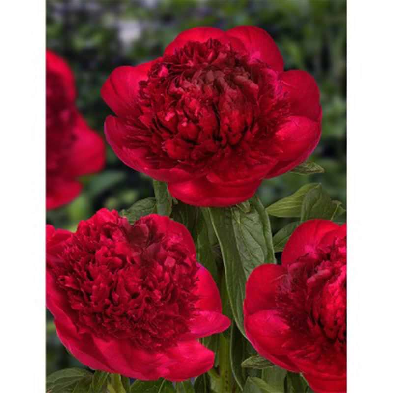 Paeonia Lactiflora Red Charm