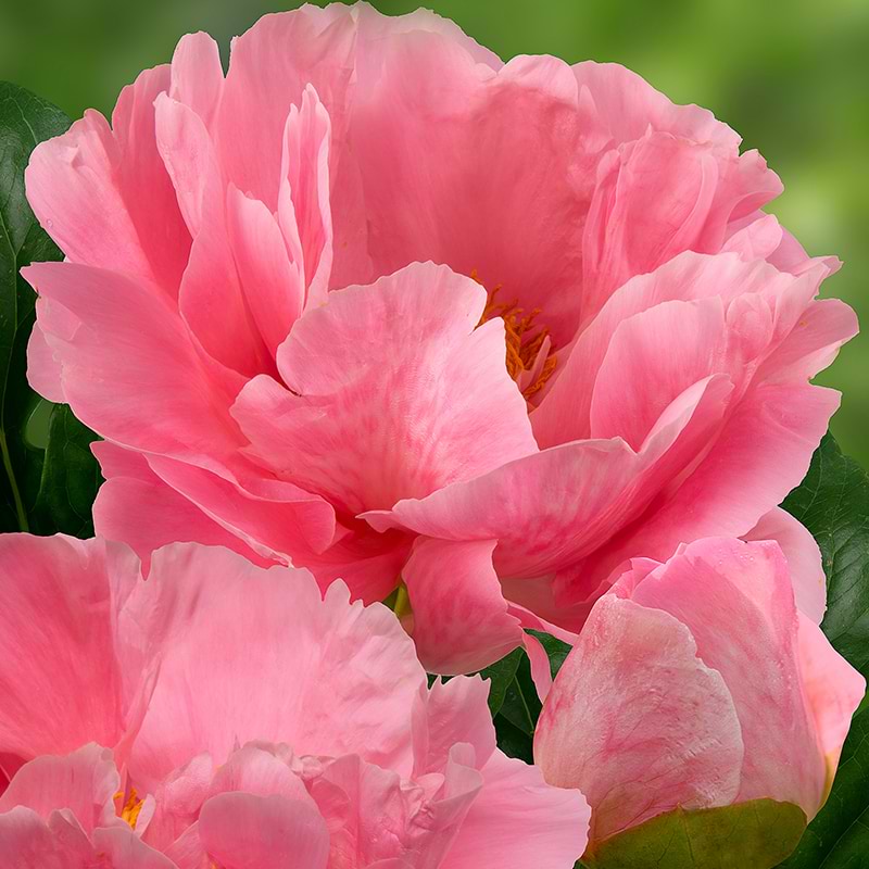 Paeonia Lactiflora Salmon chiffon