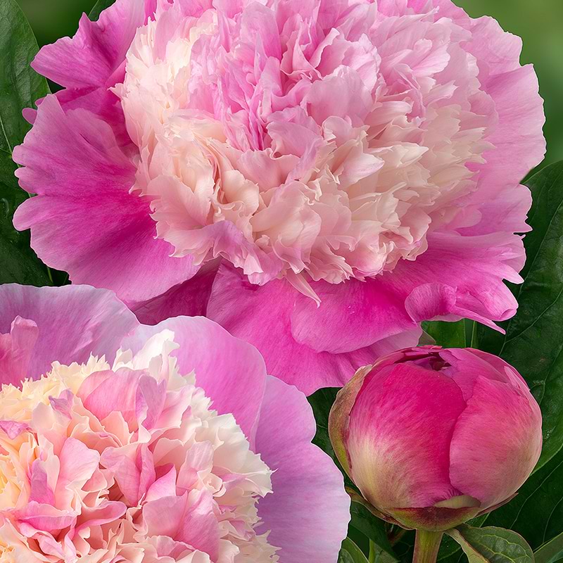 Silkepæon (Paeonia lactiflora 'She's My Star')