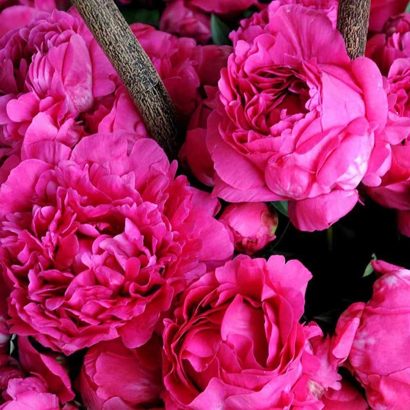 Silkepæon Paeonia lac Kansas lyserød
