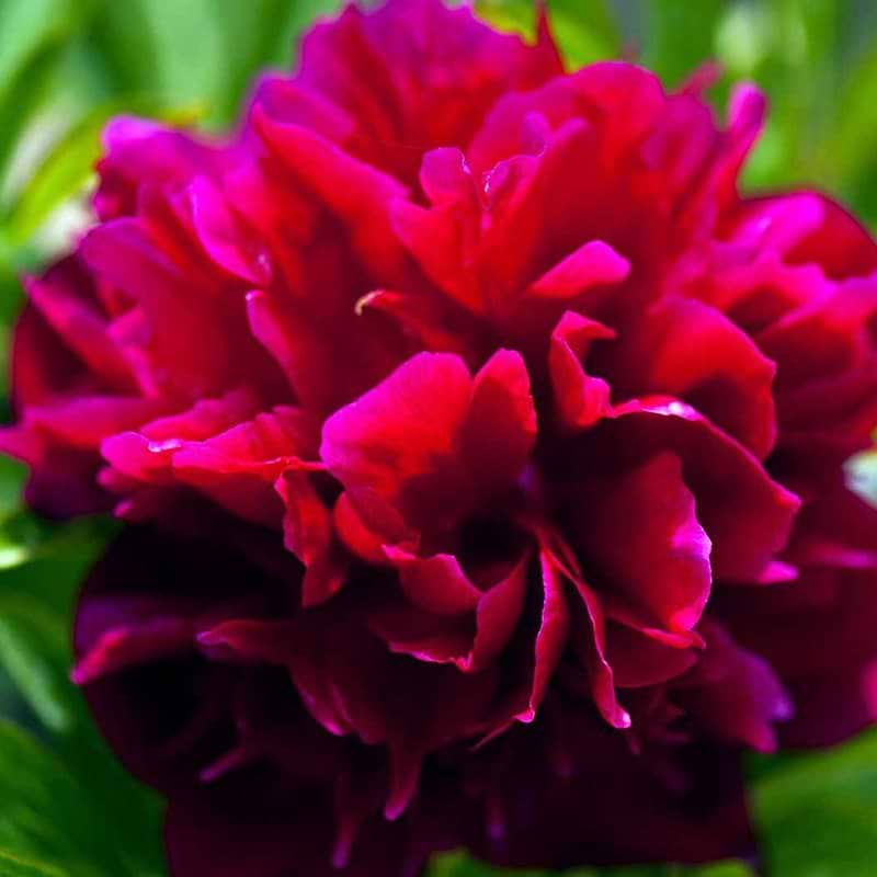 Bonderose Paeonia