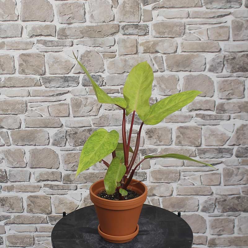 Filodendron (Philodendron Medisa 'Painted Lady')