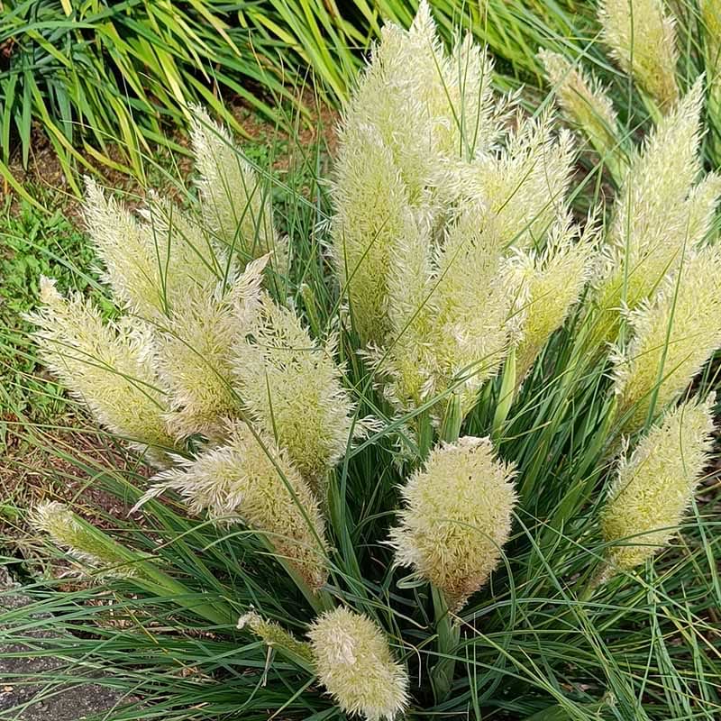 Pampasgræs, Dværg (Cortaderia selloana 'Tiny Pampa'®) 