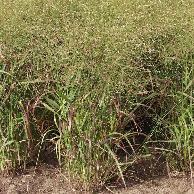 staudehirse