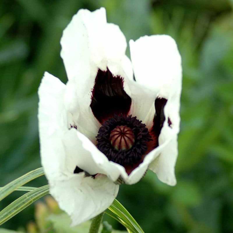 Kæmpe valmue Papaver orientale Royal Wedding