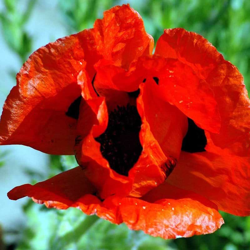Kæmpevalmue rød blomst