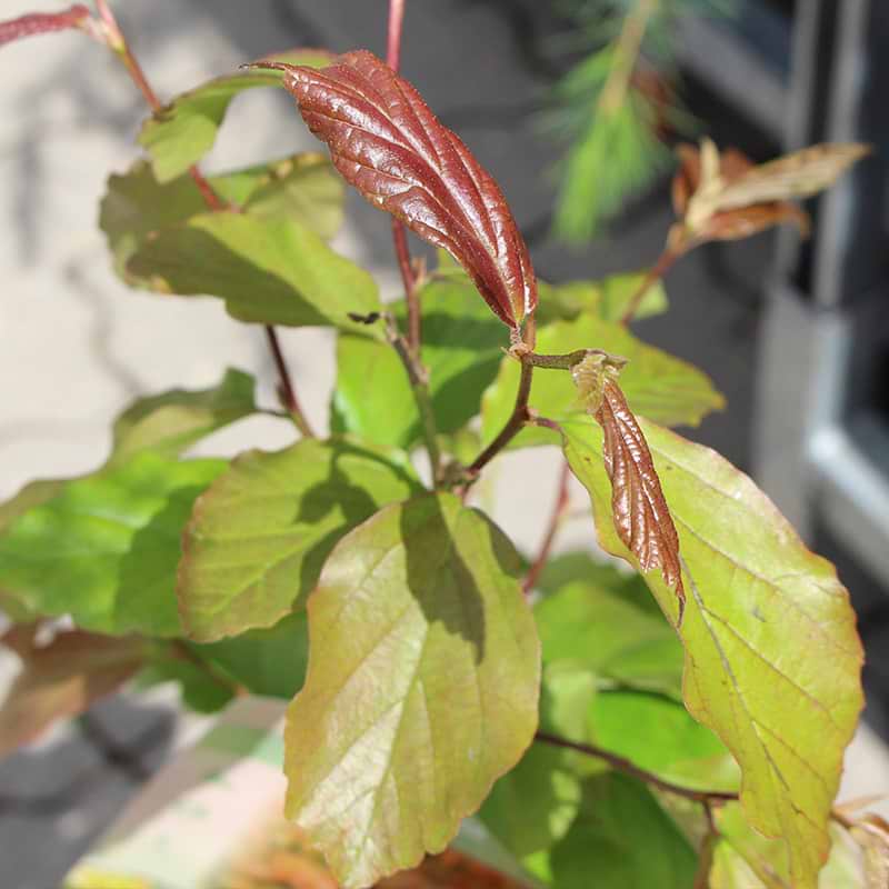 Papegøjebusk (Parrotia persica 'Bella') - Flere varianter