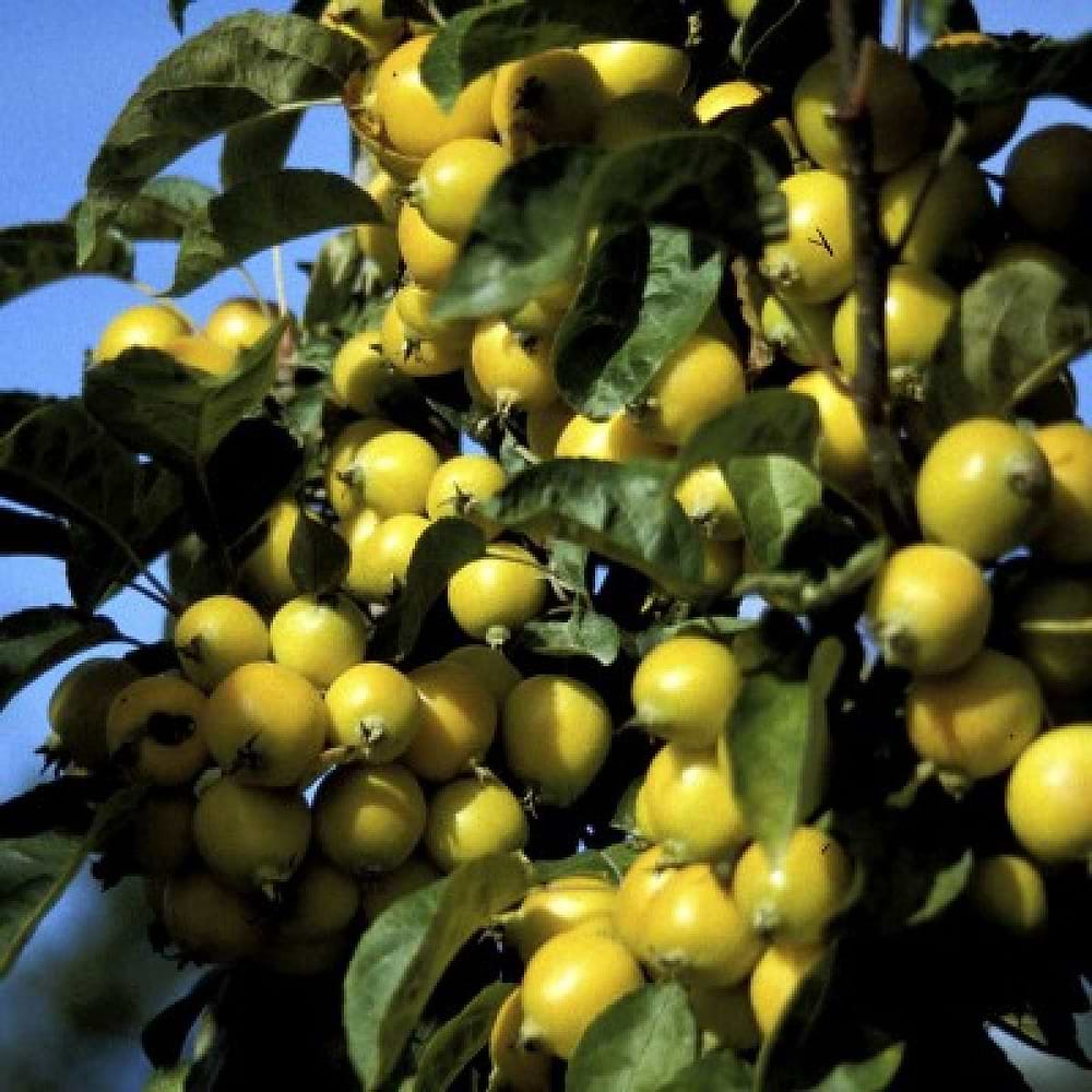 Paradisæble (Malus 'Wintergold') 300-400 cm 