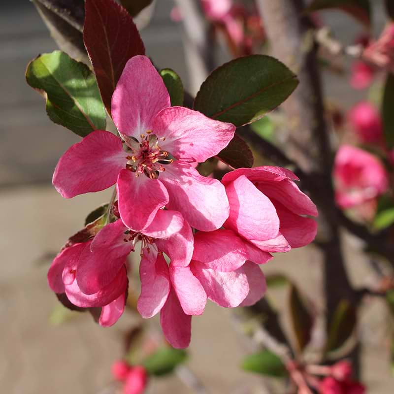 Paradisæble 'Rudolph' Blomster