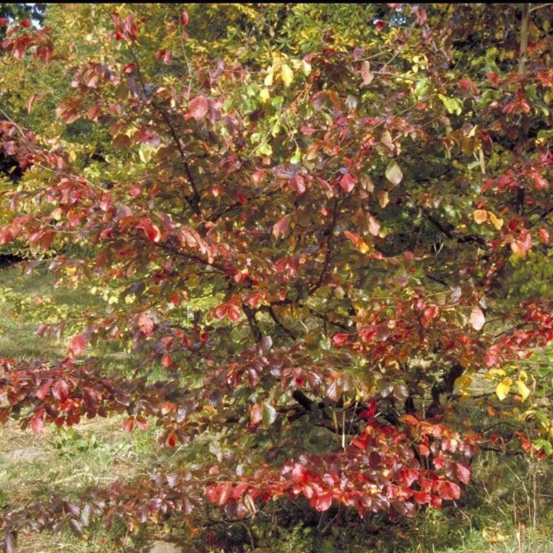 Parrotia persica