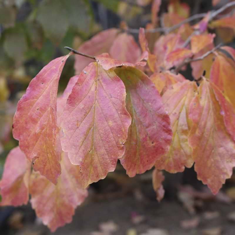 Parrotia persica blade