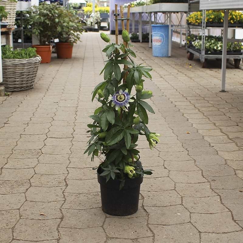 Passionsblomst Søjle (Passiflora caerulea) - Flere varianter