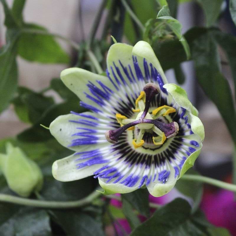 Passionsblomst