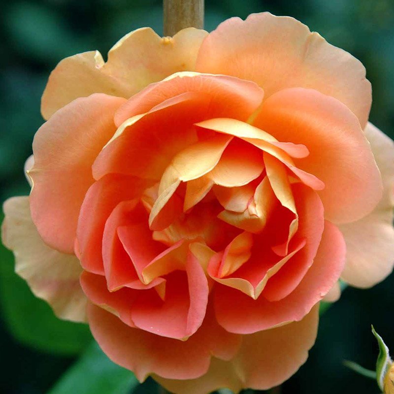 Engelsk rose Pat Austin