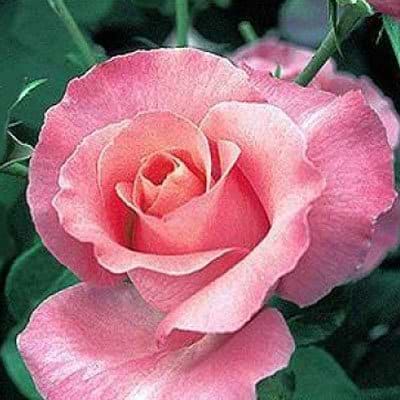 Storblomstrende rose Paul McCartney