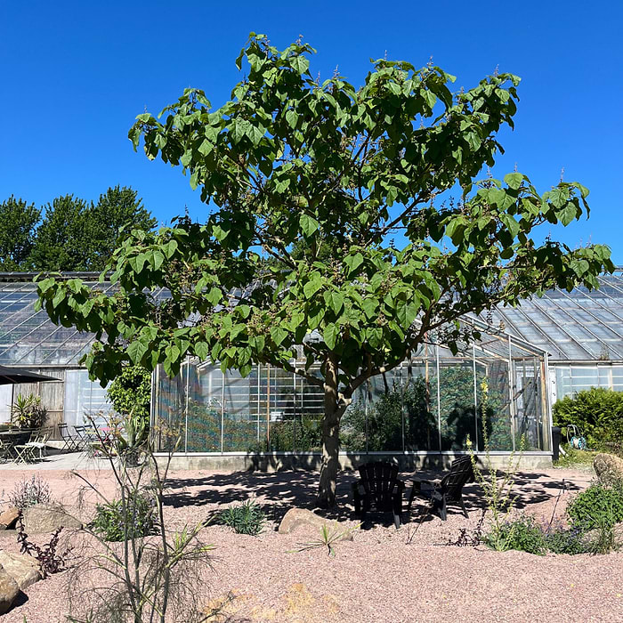 Kejsertræ (Paulownia Tomentosa)