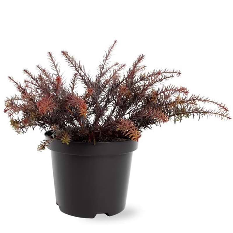 Podocarpus 'County Park Fire'