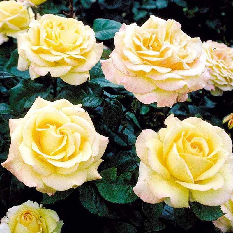 Peer Gynt rose