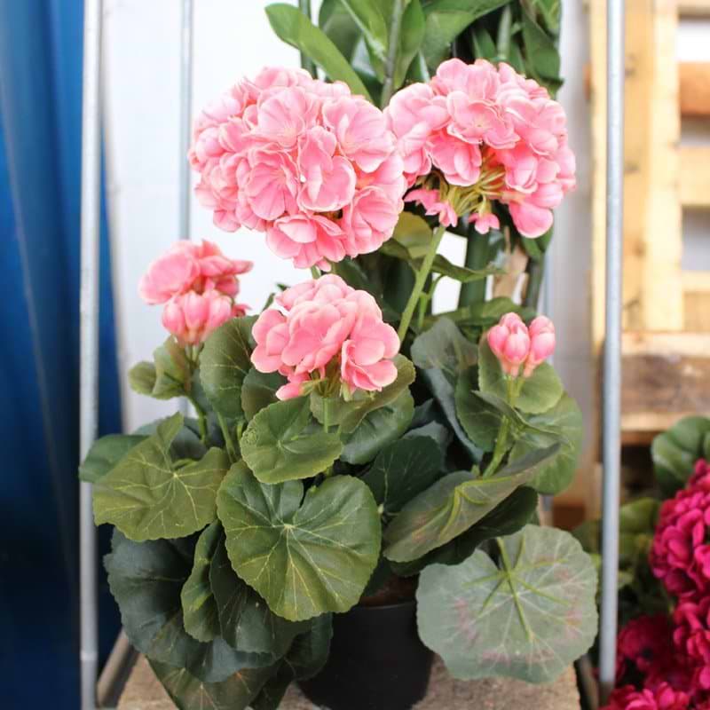 Pelargonie Laksefarvet Silkeblomst