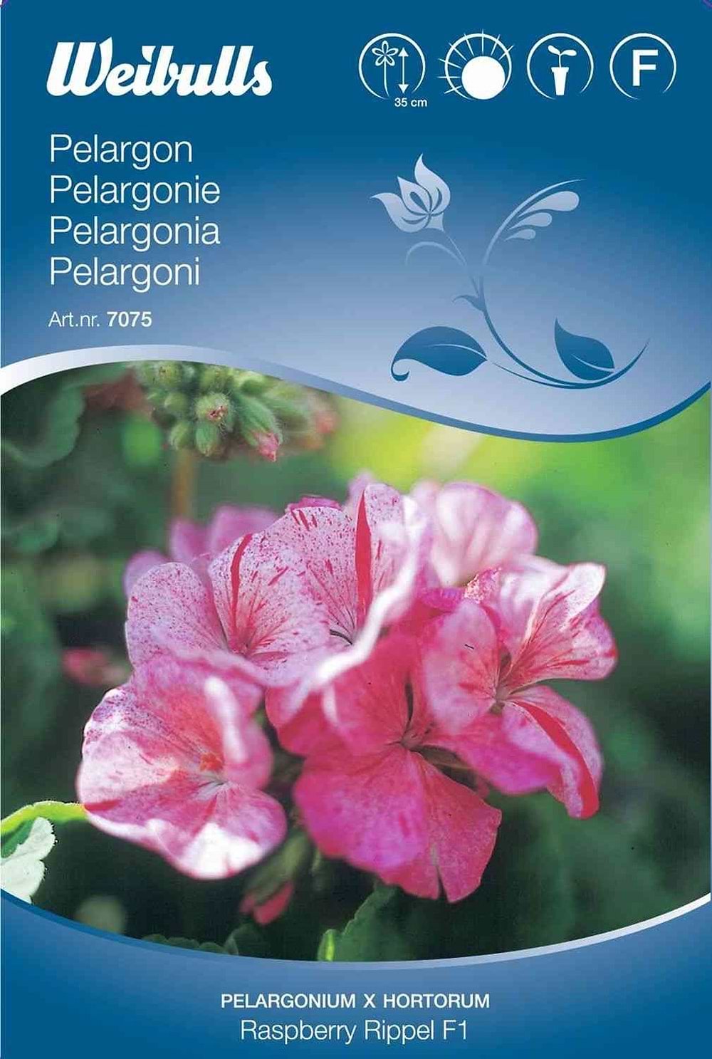 Blomsterfrø (Pelargonie 'Raspberry Rippel F1')