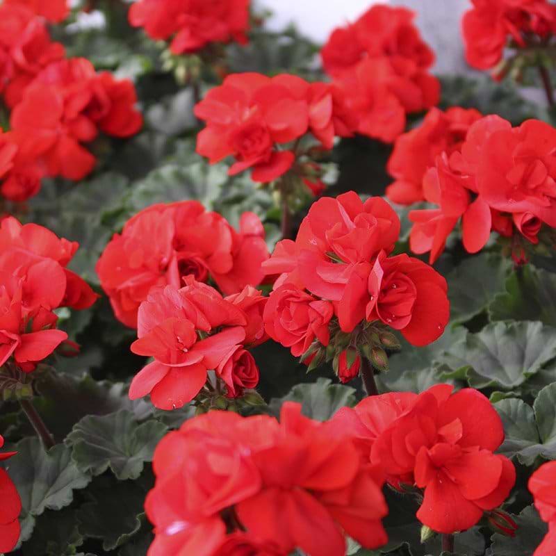 Rød pelargonie