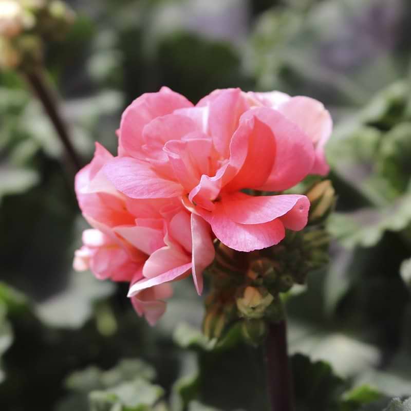 sartrosa blomst