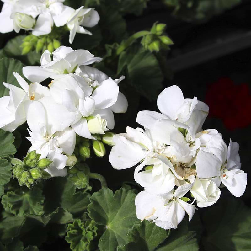 hvide blomster