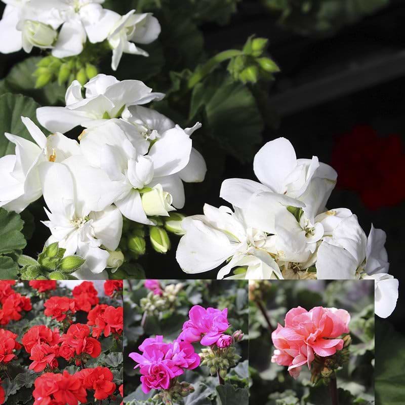 pelargonie