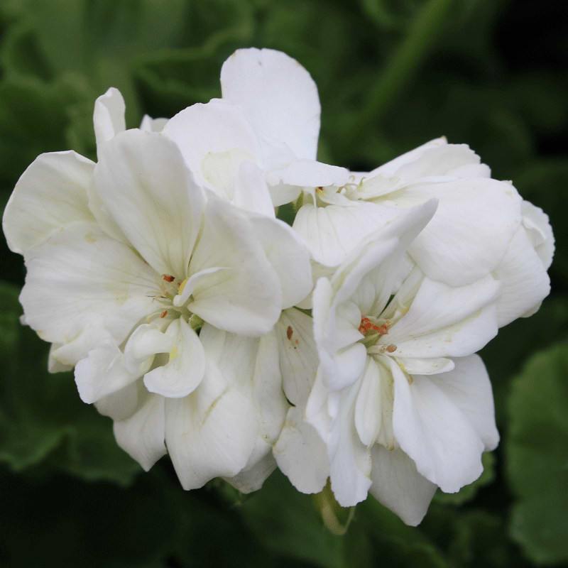 Pelargonie Hvid 