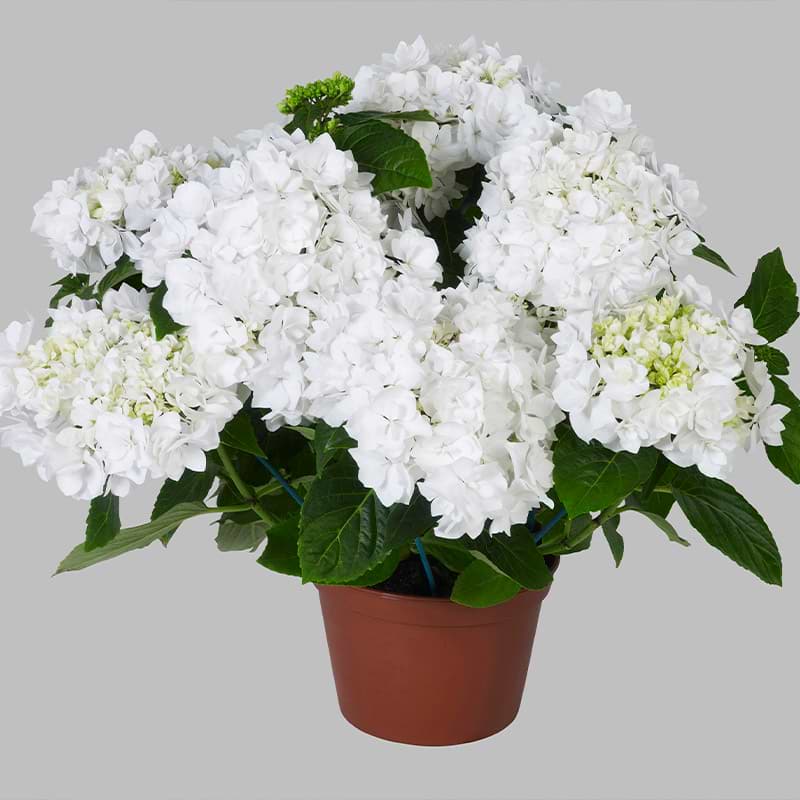Hortensia (Hydrangea macrophylla You And Me 'Coco' )