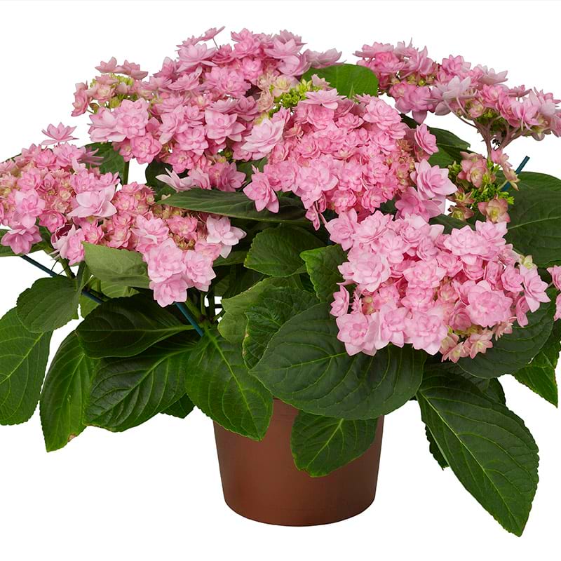 Hortensia (Hydrangea macrophylla You And Me 'Romance' Lyserød)