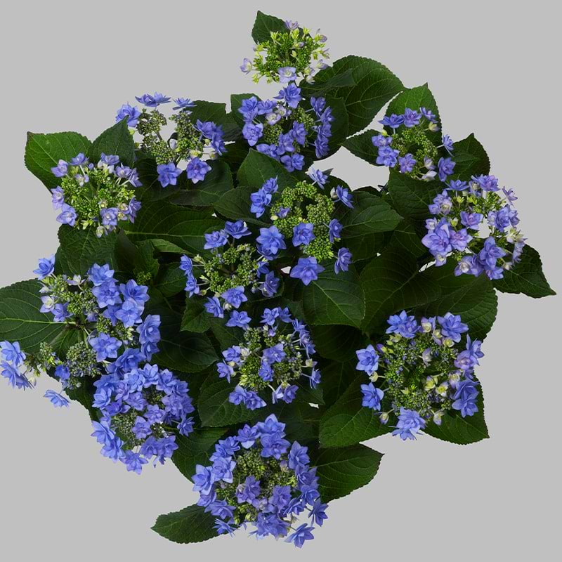 Hortensia (Hydrangea macrophylla You And Me 'Romance' Blå)