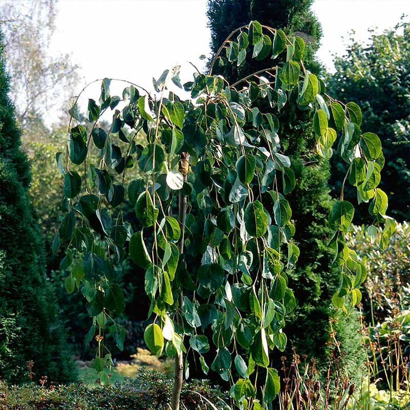 Hjertetræ Hængende (Cercidiphyllum japonicum 'Pendulum')  Flere varianter