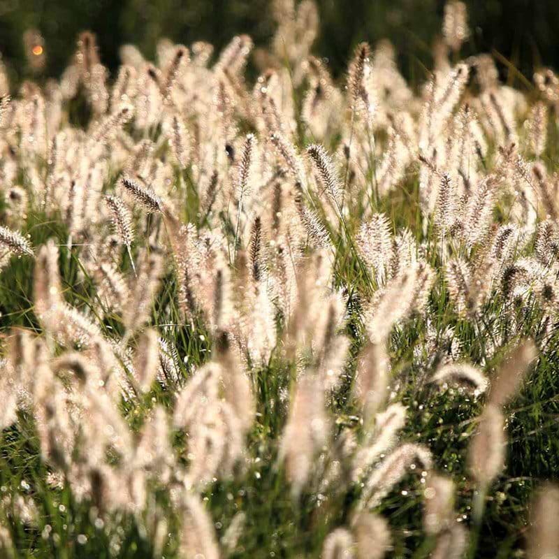 Lampepudser græs Pennisetum alo Hameln græs