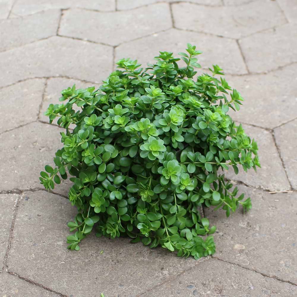 Radiatorplante (Peperomia Deppeana) Potte 11 cm