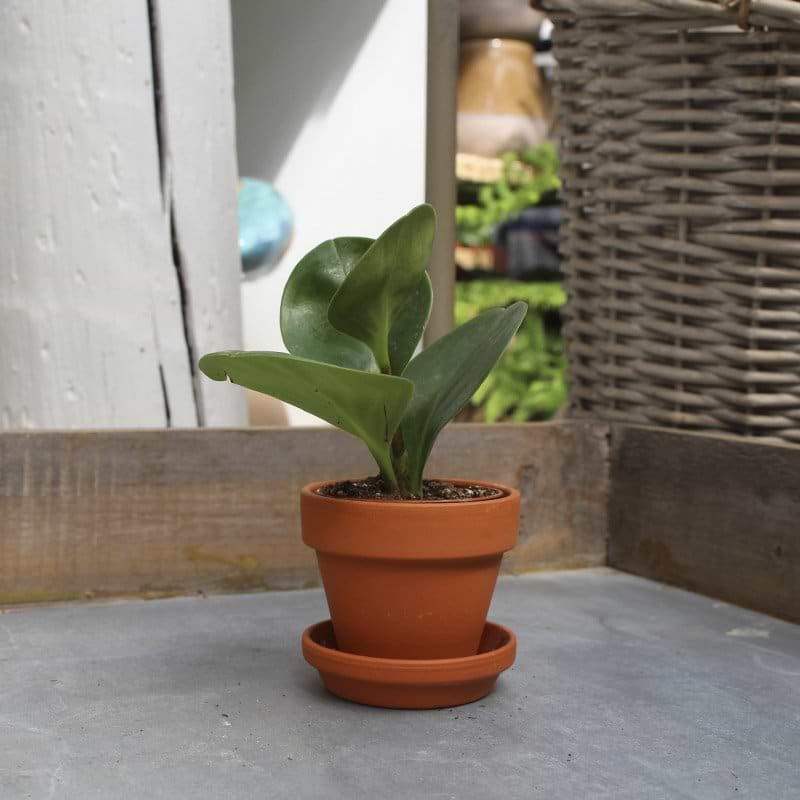 Peperomia obtusifolia green